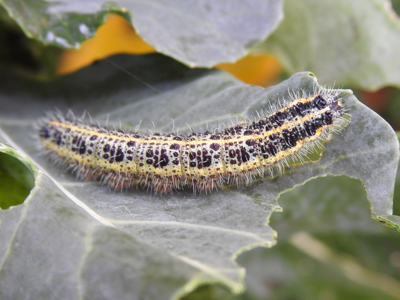Großer Kohlweißling Raupe