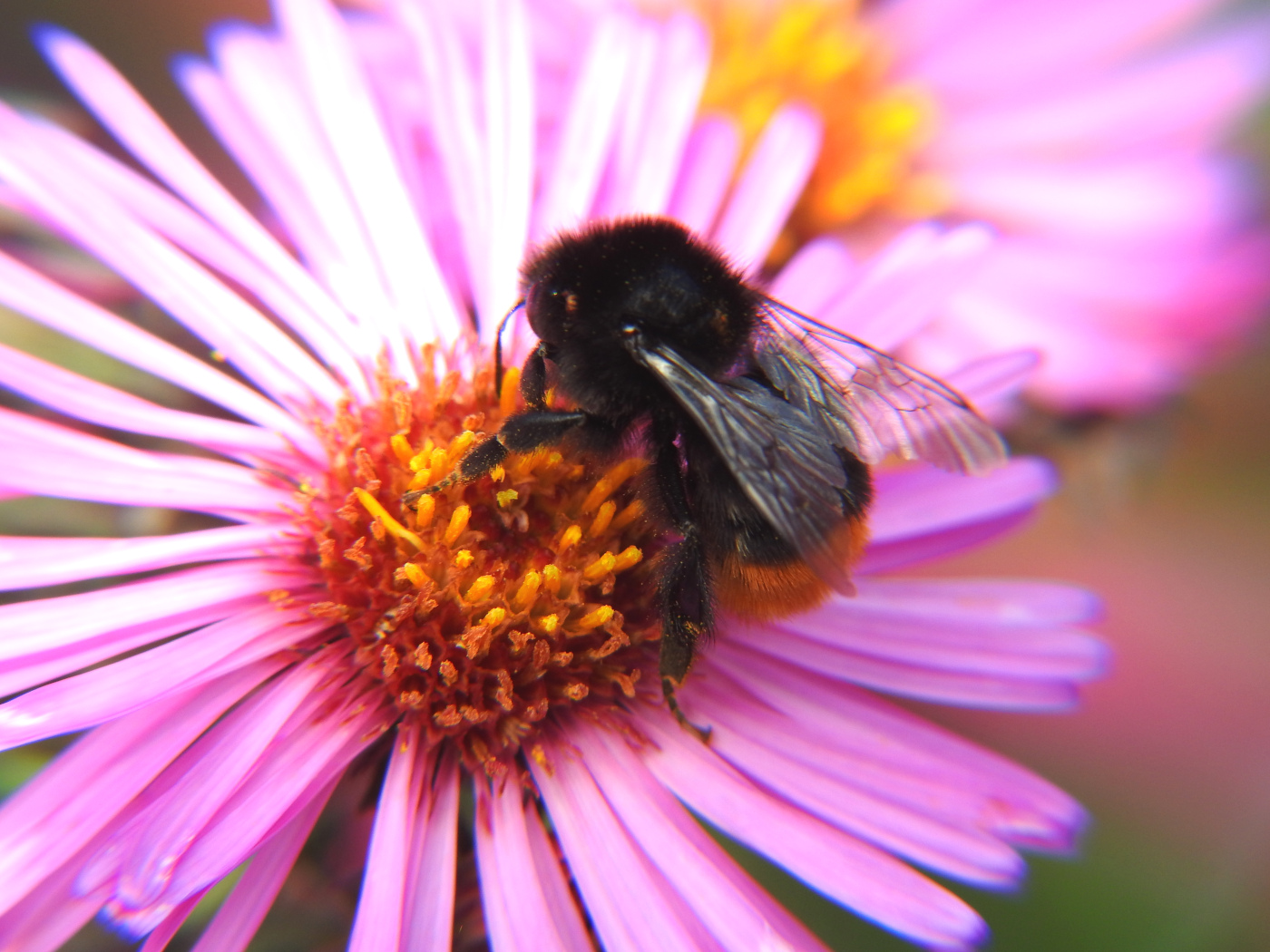 Steinhummel