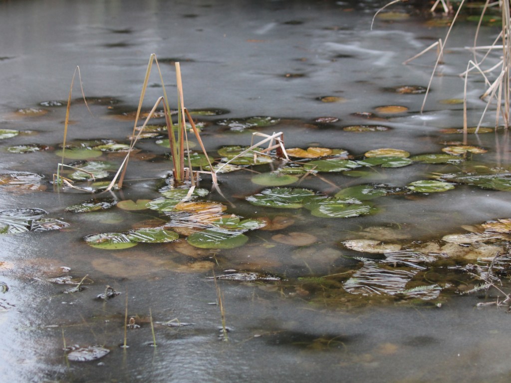 Eis auf dem Teich