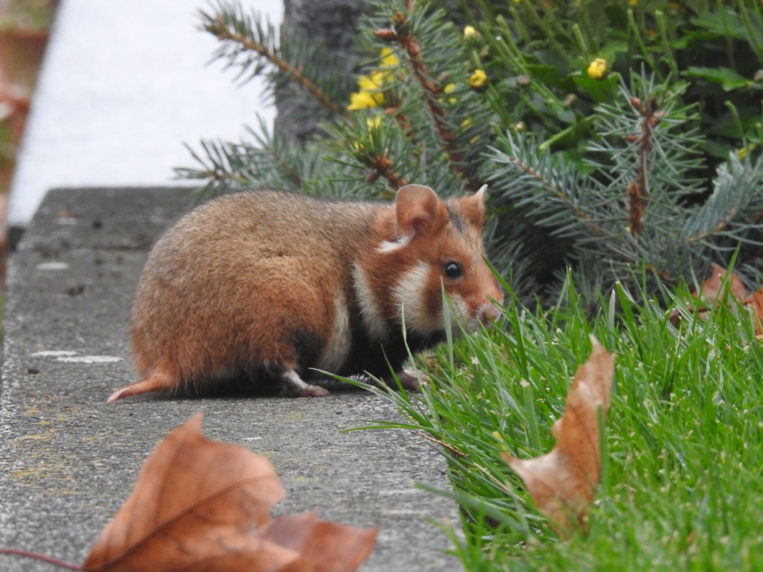 Feldhamster am Meidlinger Friedhof