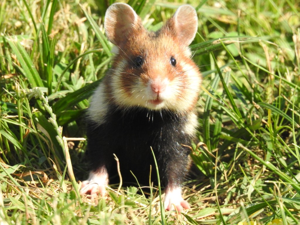 Feldhamster am Meidlinger Friedhof