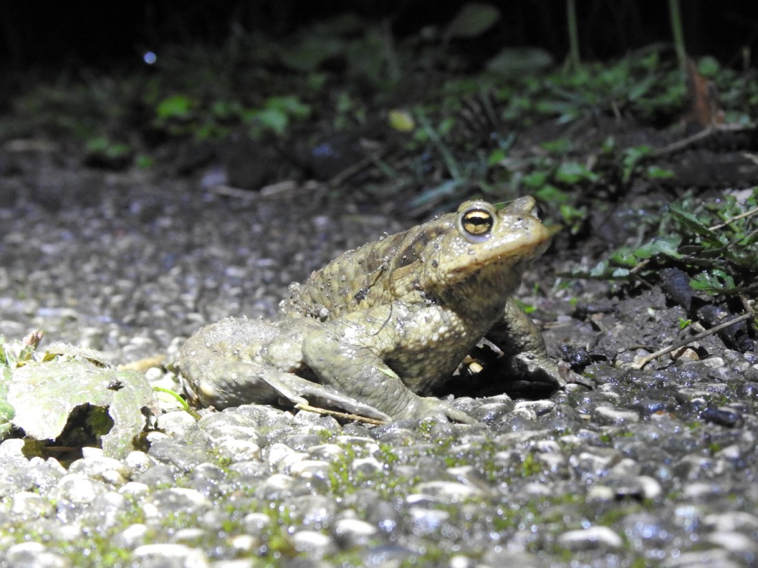 Männliche Erdkröte