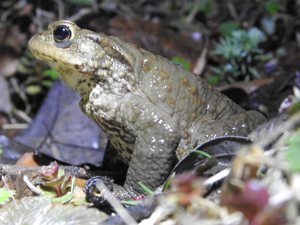 Männliche Erdkröte