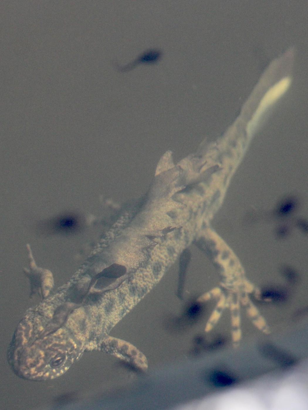 Alpen-Kammmolch Männchen