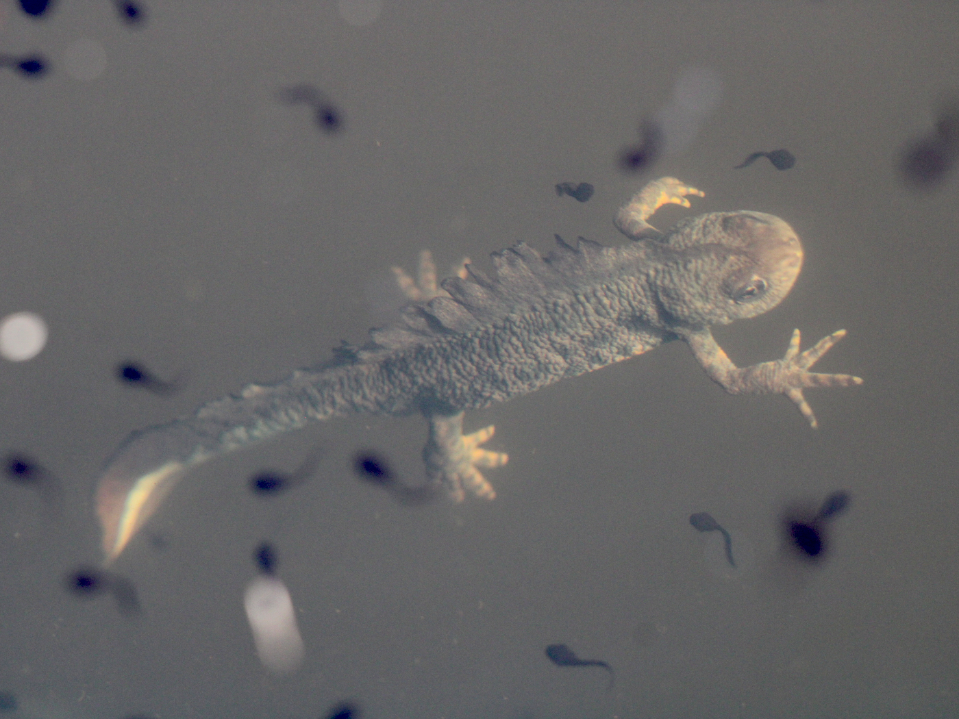 Alpen-Kammmolch Männchen