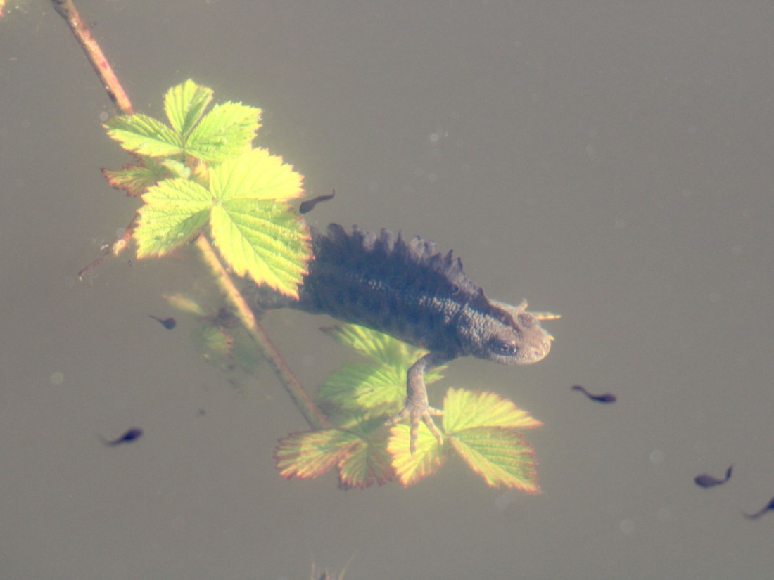 Alpen-Kammmolch Männchen