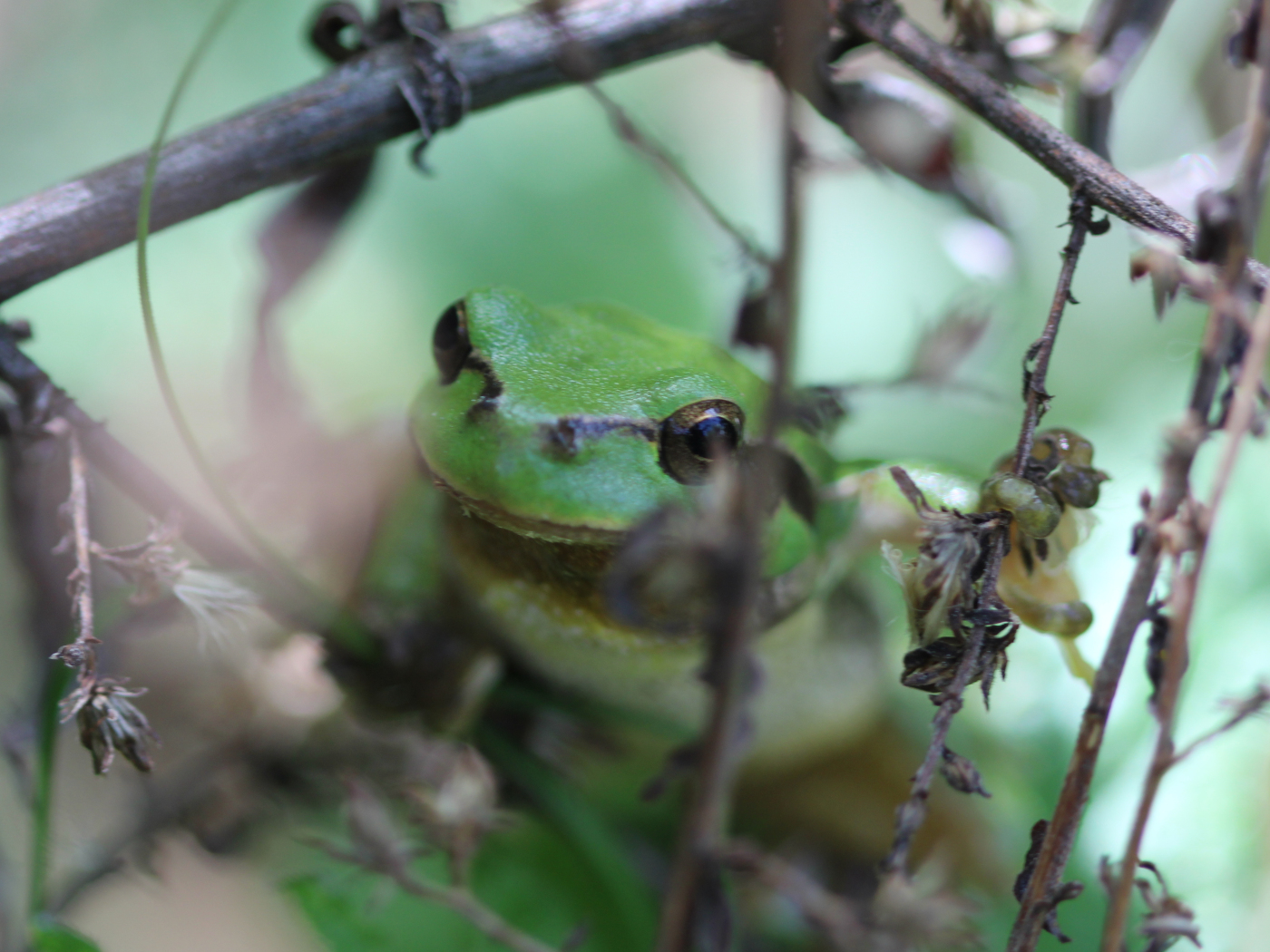 Laubfrosch
