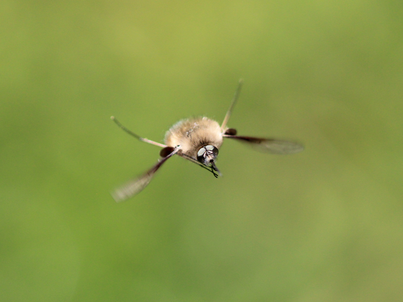 Wollschweber Bombylius posticus