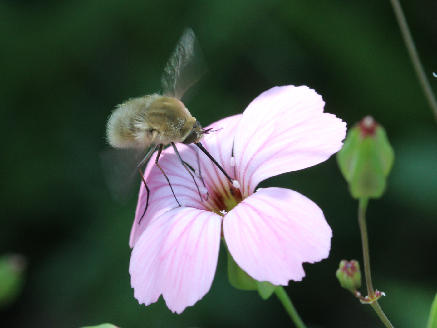 Großer Wollschweber