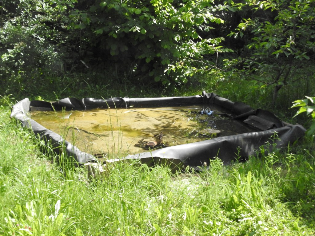 Improvisiertes Laichgewässer