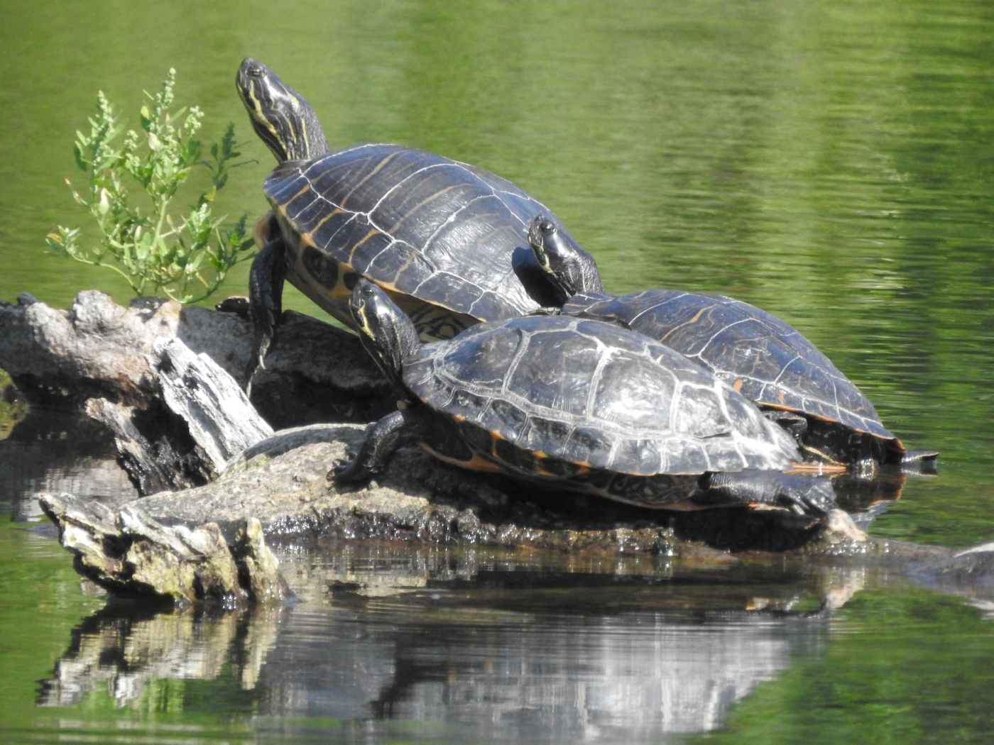 Gelbbauch-Schmuckschildkröte