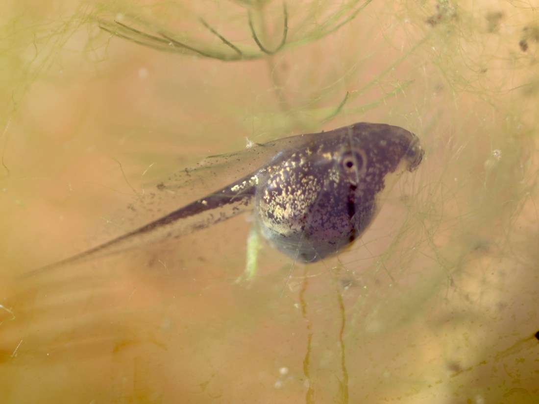 Kaulquappe Laubfrosch