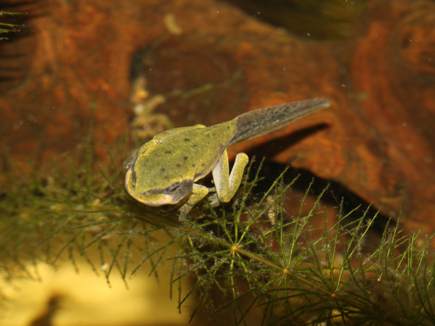 Laubfrosch Kaulquappe