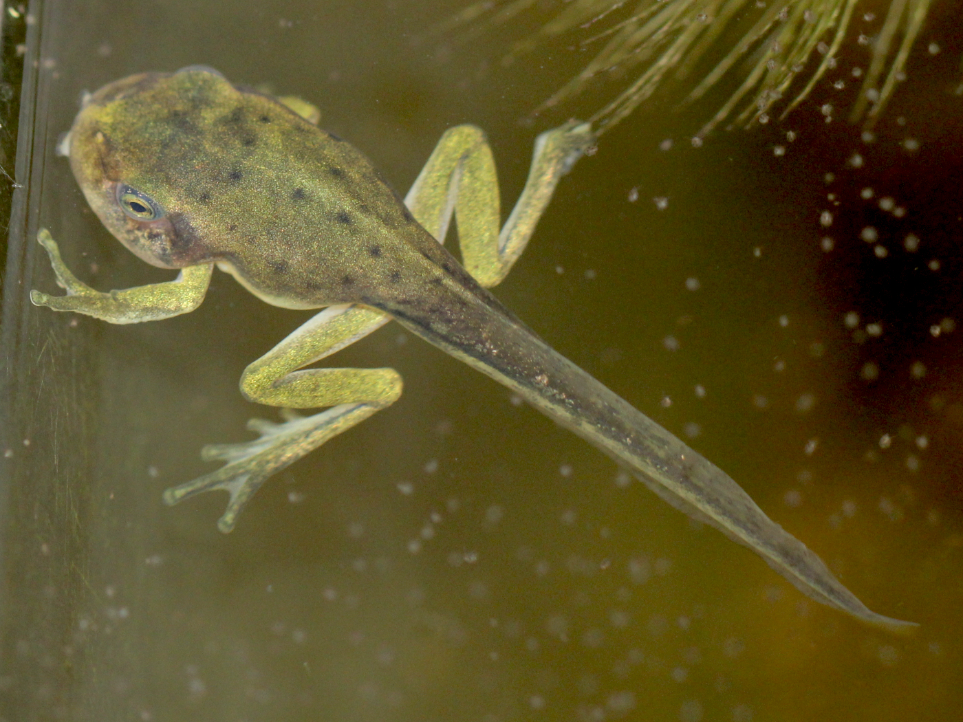 Laubfrosch Kaulquappe