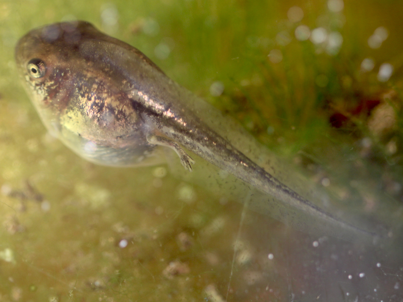 Laubfrosch Kaulquappe