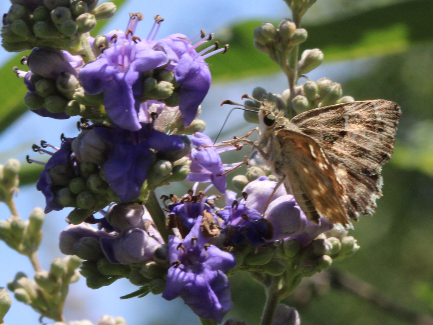 Malven-Dickkopffalter