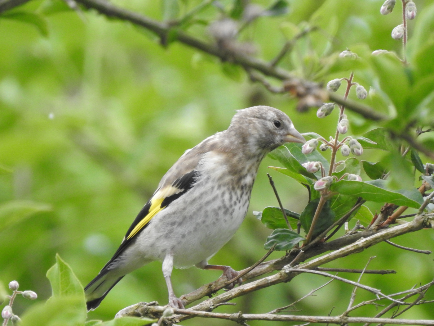 Stieglitz Jungvogel