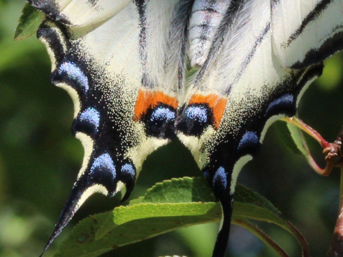 Segelfalter Augenflecken