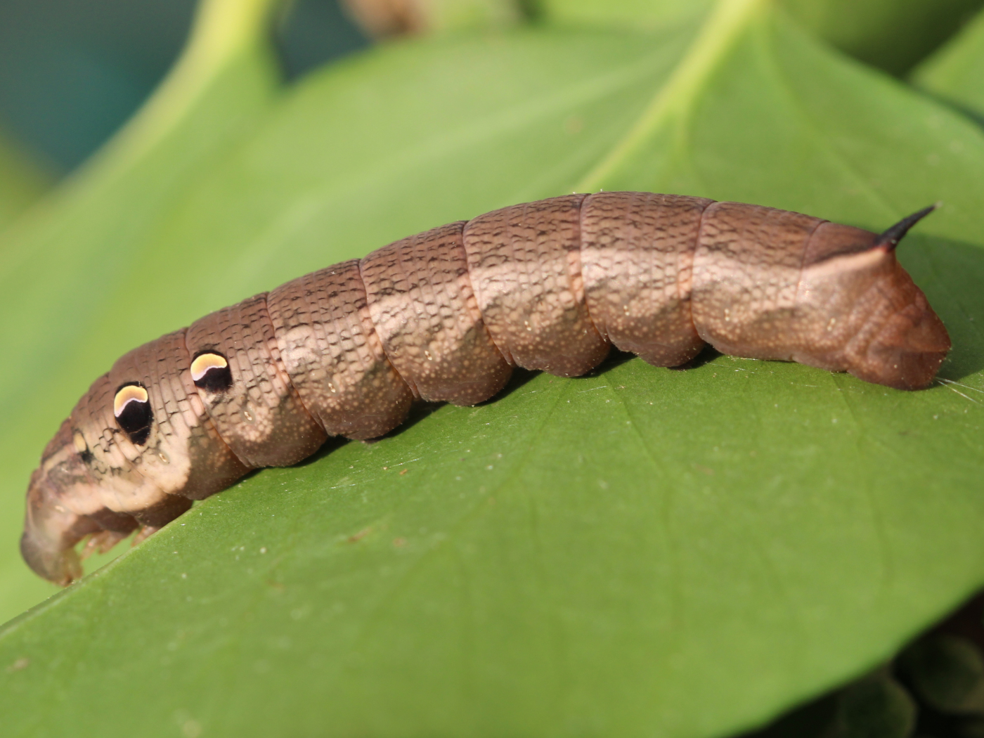 Mittlerer Weinschwärmer Raupe