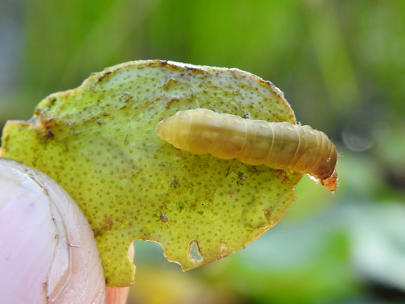 Seerosenzünsler Raupe
