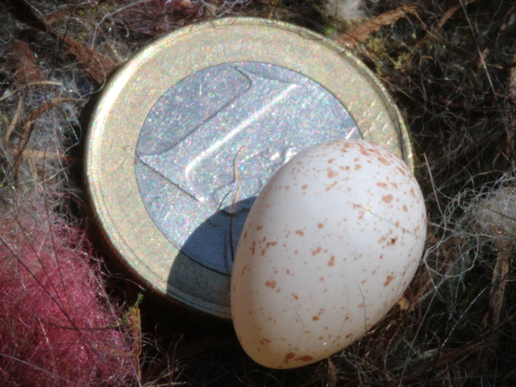 Blaumeisenei mit Euromünze