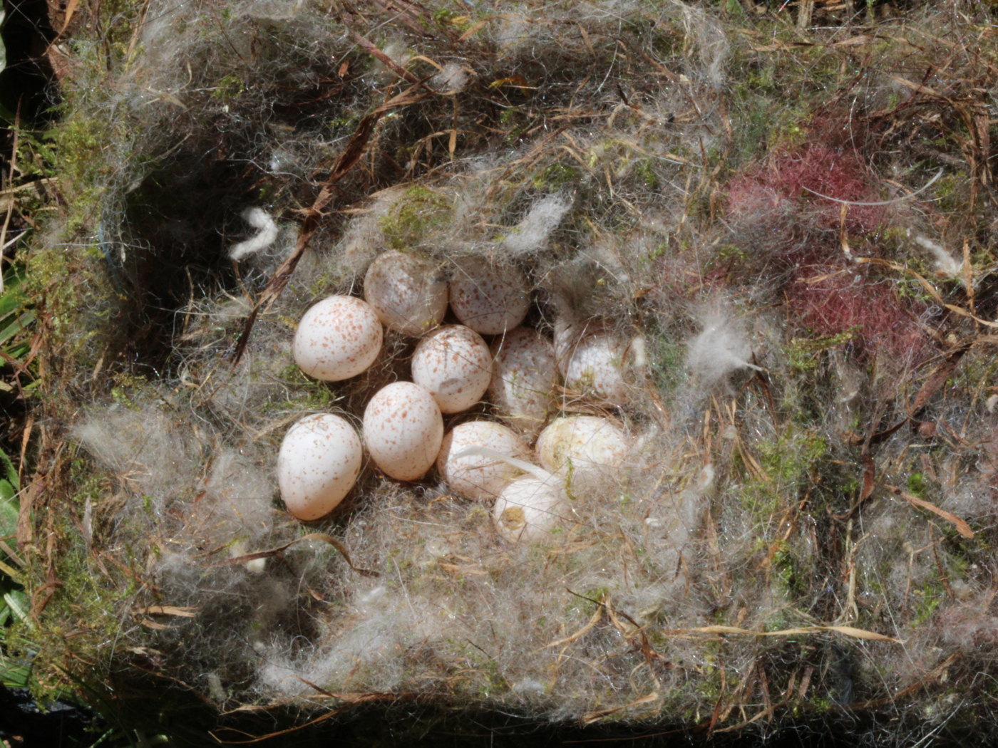 Blaumeisennest