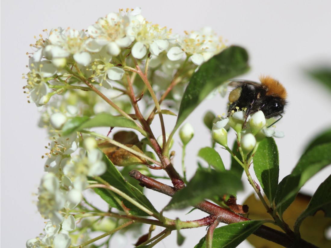 Hummel auf blühendem Feuerdorn