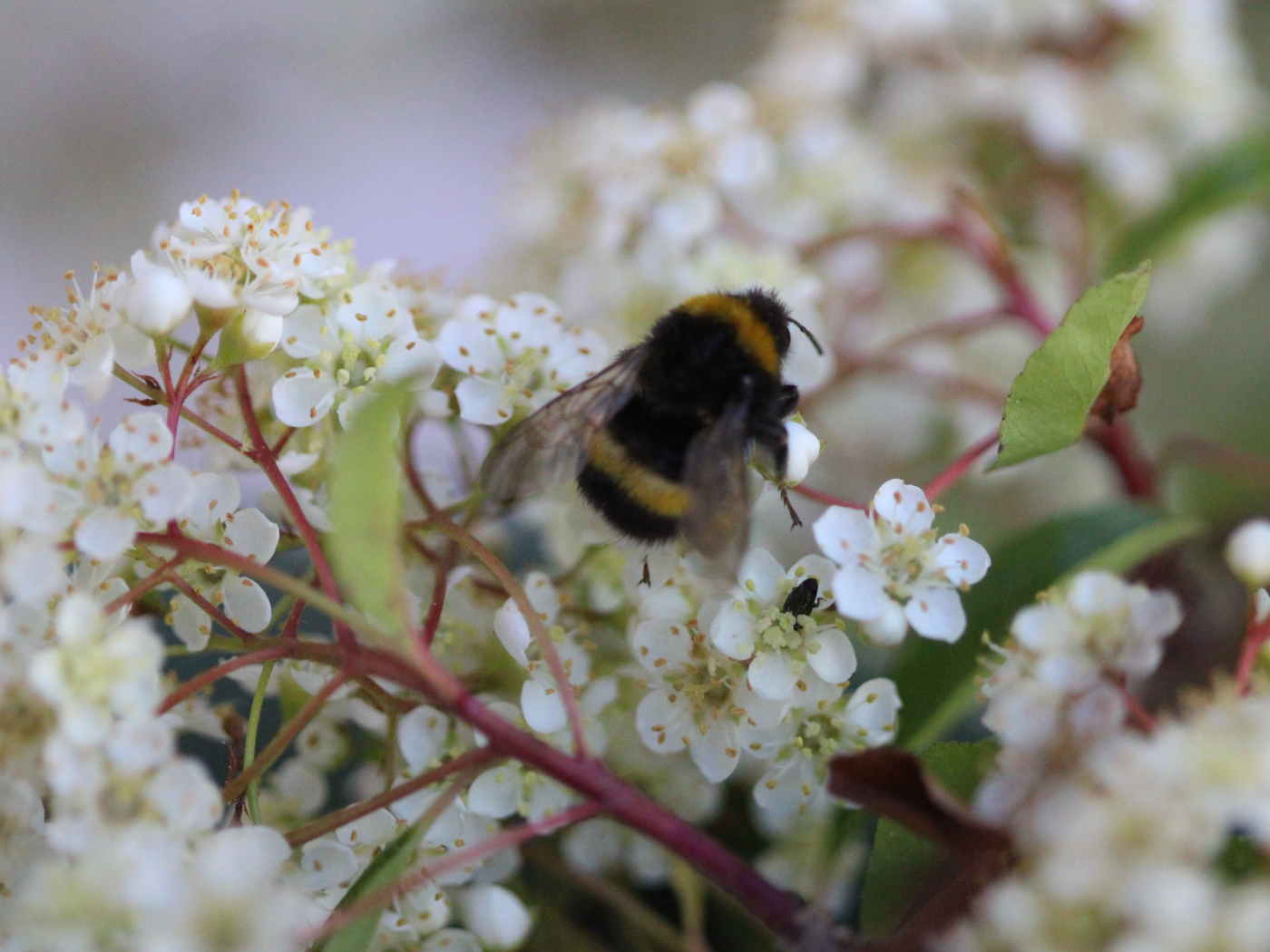 Hummel auf blühendem Feuerdorn