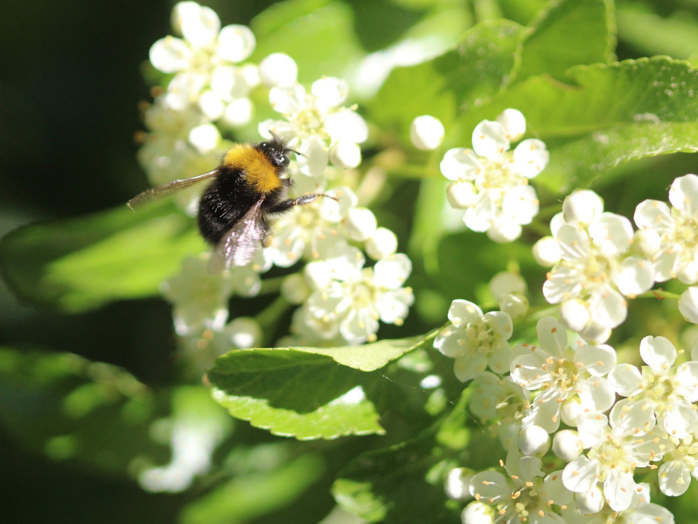 Hummel auf blühendem Feuerdorn