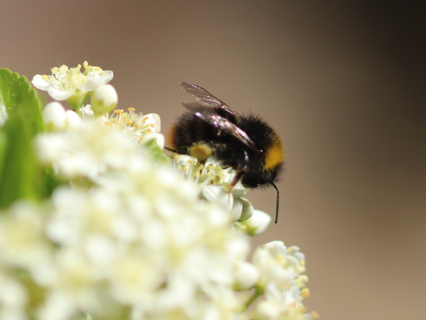 Hummel auf blühendem Feuerdorn
