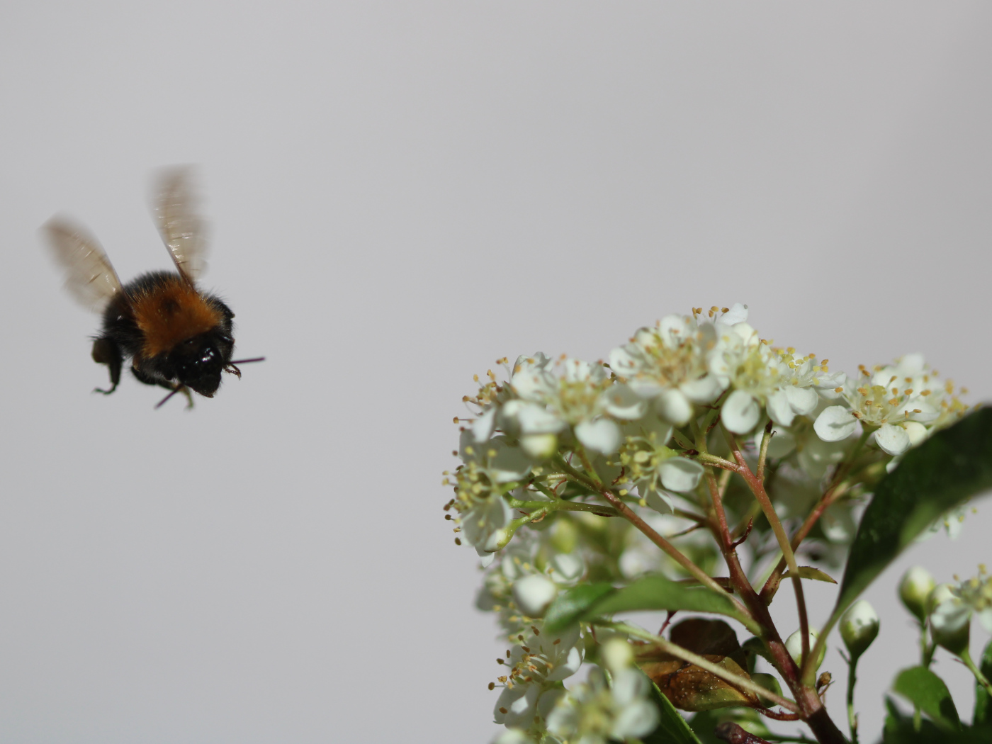 Hummel im Anflug auf blühenden Feuerdorn