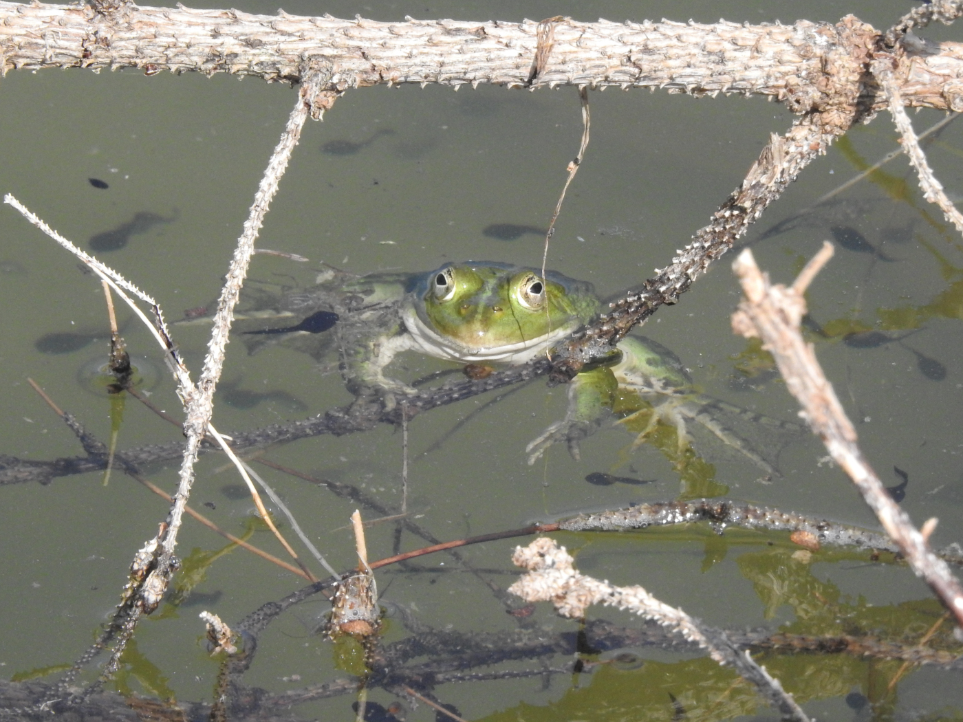 Wasserfrosch
