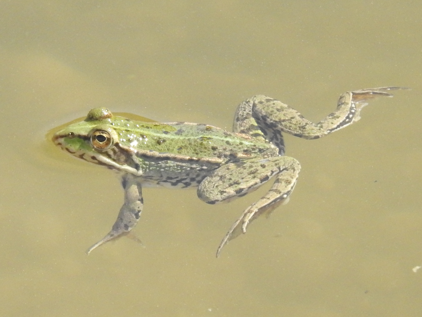 Wasserfrosch