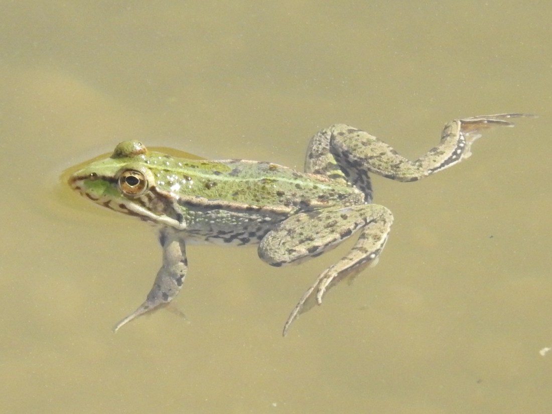 Wasserfrosch