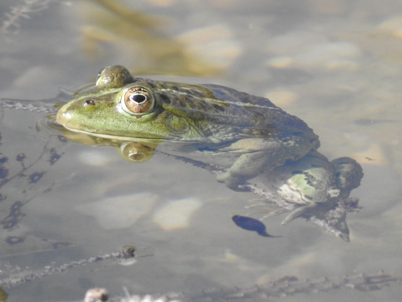 Wasserfrosch